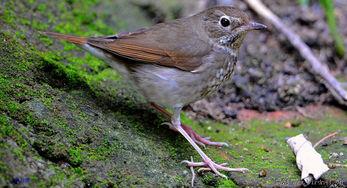 红尾歌鸲叫声视频,揭秘其独特鸣唱之谜