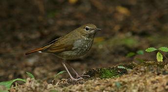 红尾歌鸲叫声视频,揭秘其独特鸣唱之谜