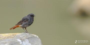 红尾歌鸲叫声视频,揭秘其独特鸣唱之谜