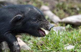 养藏香猪视频,视频带你领略生态养殖风采