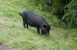 养藏香猪视频,视频带你领略生态养殖风采