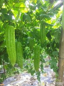 苦瓜栽培技术视频,视频教程精华回顾