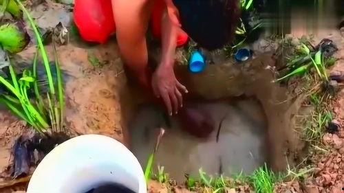 陷阱抓鱼视频,视频教你轻松捕捞