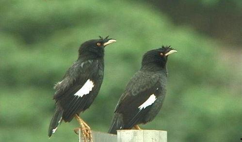 八哥雏鸟喂养视频,从嗷嗷待哺到展翅高飞