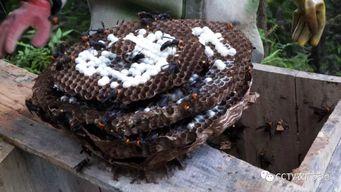 马蜂养殖视频,从视频中学到的养殖秘诀