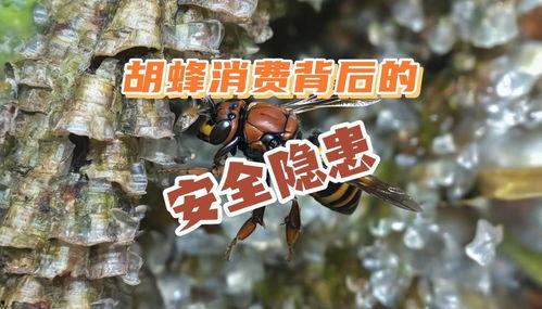 马蜂养殖视频,从视频中学到的养殖秘诀