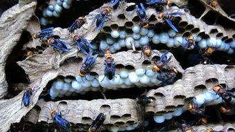 马蜂养殖视频,从视频中学到的养殖秘诀