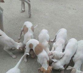 惠比特撵兔子视频,速度与激情的精彩对决