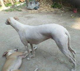 惠比特撵兔子视频,速度与激情的精彩对决